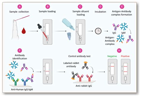 elisa test generation|elisa antigen testing.